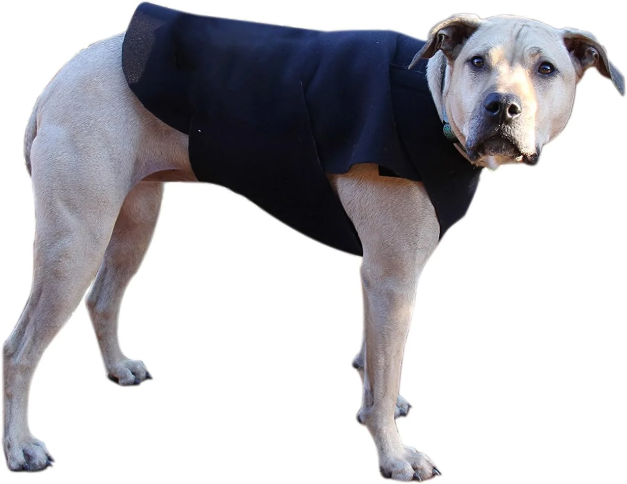 باند چند منظوره درمانی سگ هیلرز برای کاهش اضطراب، سایز کوچک (جلو)