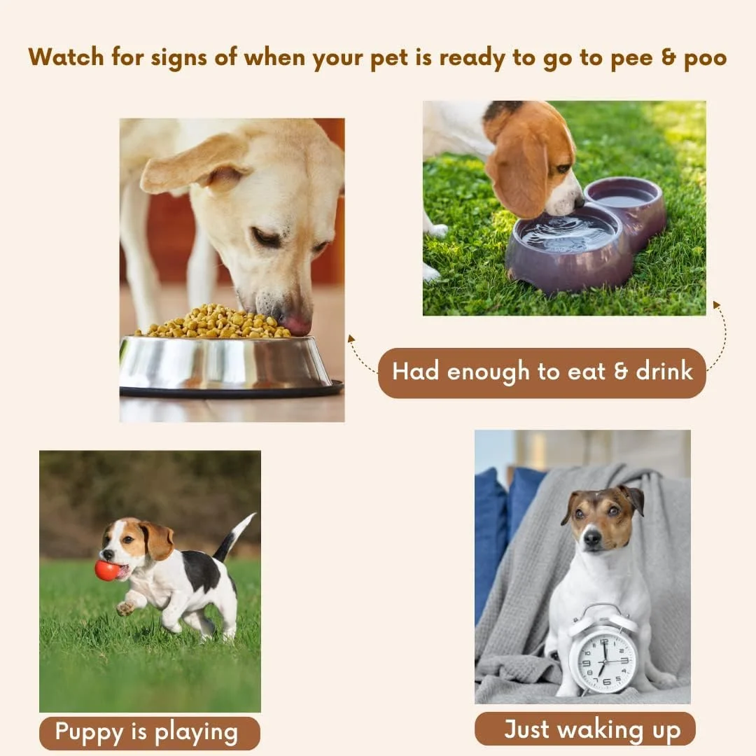 اسپری آموزش ادرار و مدفوع فلازیا - 100 میلی لیتر | آموزش محل ادرار و مدفوع به حیوان خانگی | اصلاح کننده آموزشی برای توله سگ ها و سگ ها | استفاده در فضای داخلی و خارجی (200 میلی لیتر (بسته 2 عددی))