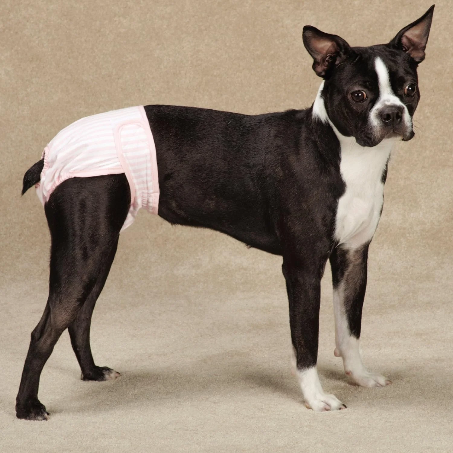 روپوش محافظ رطوبت و لکه سگ ClearQuest، بسته 2 عددی