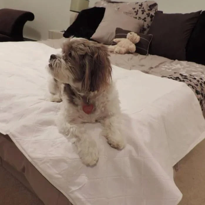 پک چهارتایی پد ادرار سگ و توله سگ Careoutfit - قابل استفاده مجدد / قابل شستشو - سایز 60 در 90 سانتی متر