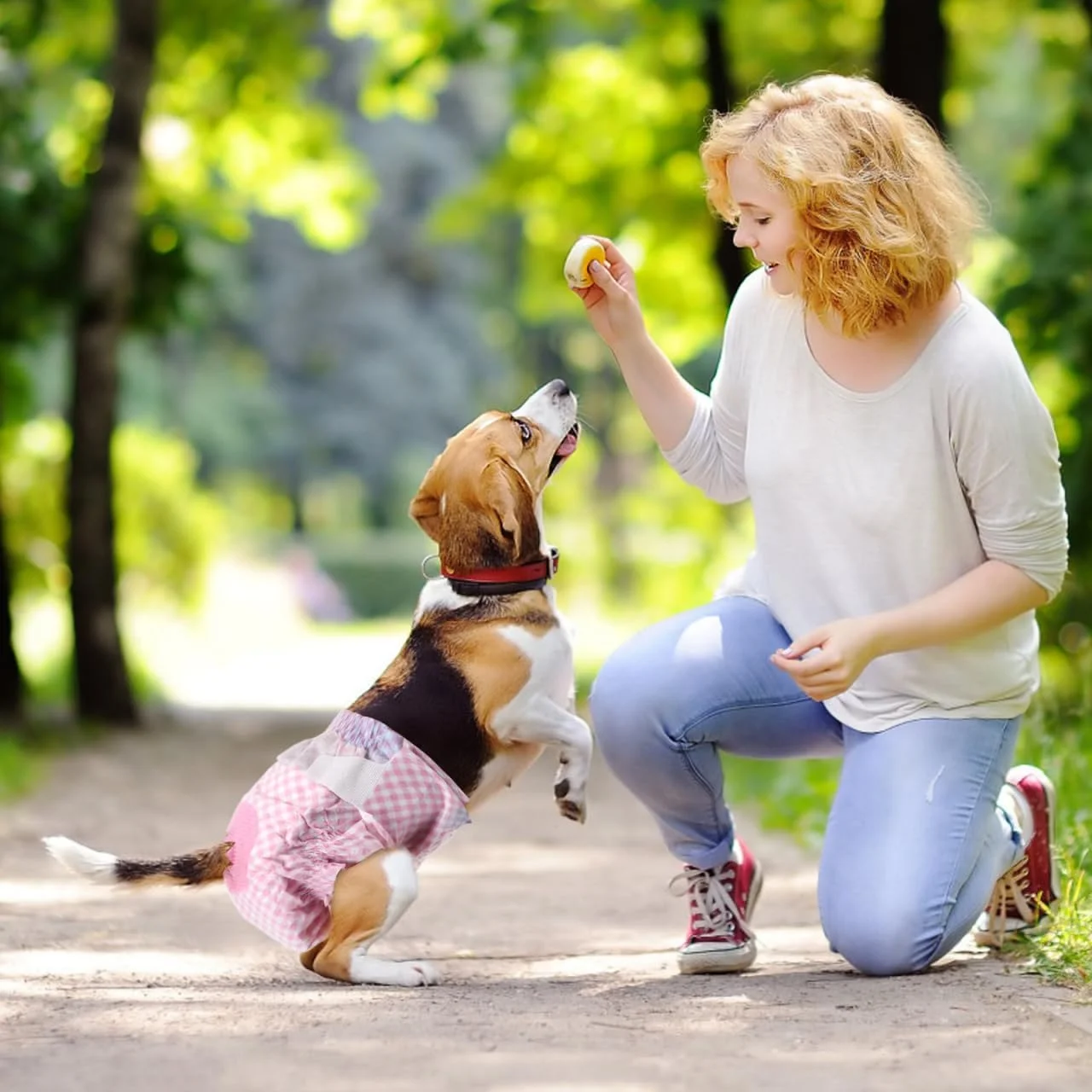 بالاکو 12 عدد پوشک سگ یکبار مصرف، پدهای بسیار جاذب ادرار با سوراخ دم برای توله سگ های دختر و گربه ها (S)