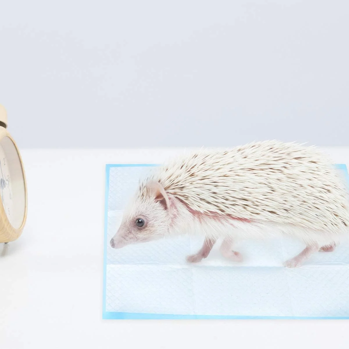 پد ادرار حیوانات خانگی 50 عددی، پد یکبار مصرف آموزش ادرار برای سگ، گربه، خرگوش و حیوانات کوچک پد ادرار حیوانات خانگی 50 عددی، پد یکبار مصرف آموزش ادرار برای سگ، گربه، خرگوش و حیوانات کوچک