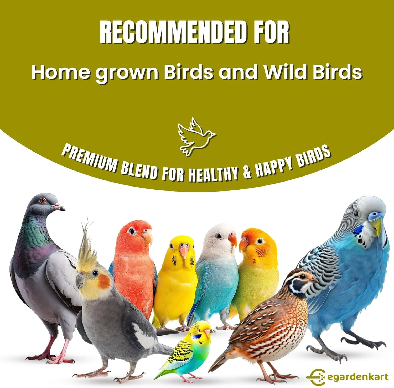 غذای پرنده کوچک Egardenkart برای مرغ عشق - 10 کیلوگرم، دانه پرنده برای پرندگان کوچک و پرندگان وحشی | غذای پرنده برای فنچ ها قناری ها عروس هلندی نوک قلابی کبوترها بلدرچین ها و گنجشک ها مخلوط دانه (10 کیلوگرم، مرغ عشق)