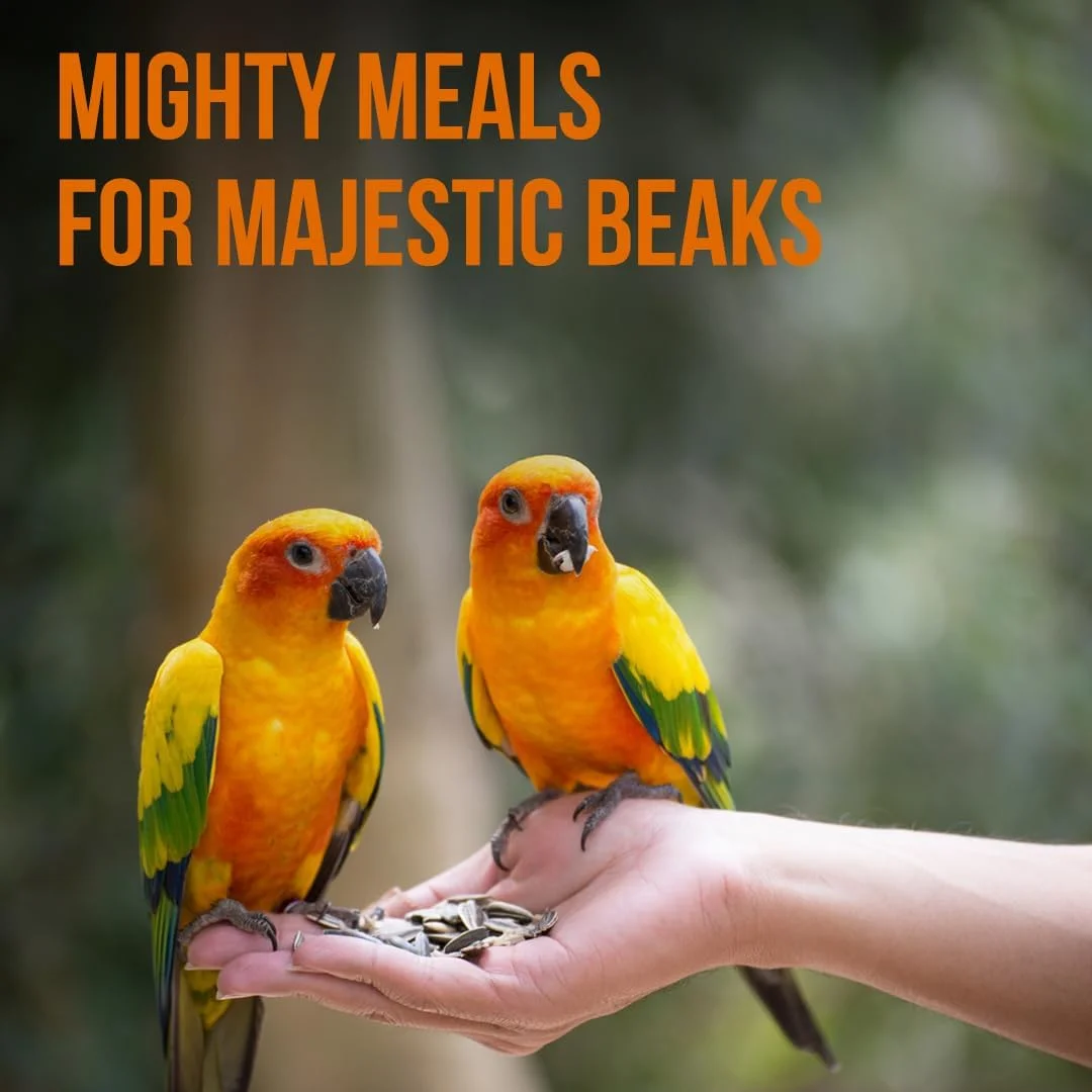 غذای پرنده ممتاز ۳ کیلوگرمی Brandsfinity برای طوطی ها – دانه های آفتابگردان، بادام زمینی، میوه های خشک و پلت ها – غذای مغذی پرنده برای طوطی ها، ایده آل برای یک رژیم غذایی سالم غذای پرنده ممتاز ۳ کیلوگرمی Brandsfinity برای طوطی ها – دانه های آفتابگردان، بادام زمینی، میوه های خشک و پلت ها – غذای مغذی پرنده برای طوطی ها، ایده آل برای یک رژیم غذایی سالم