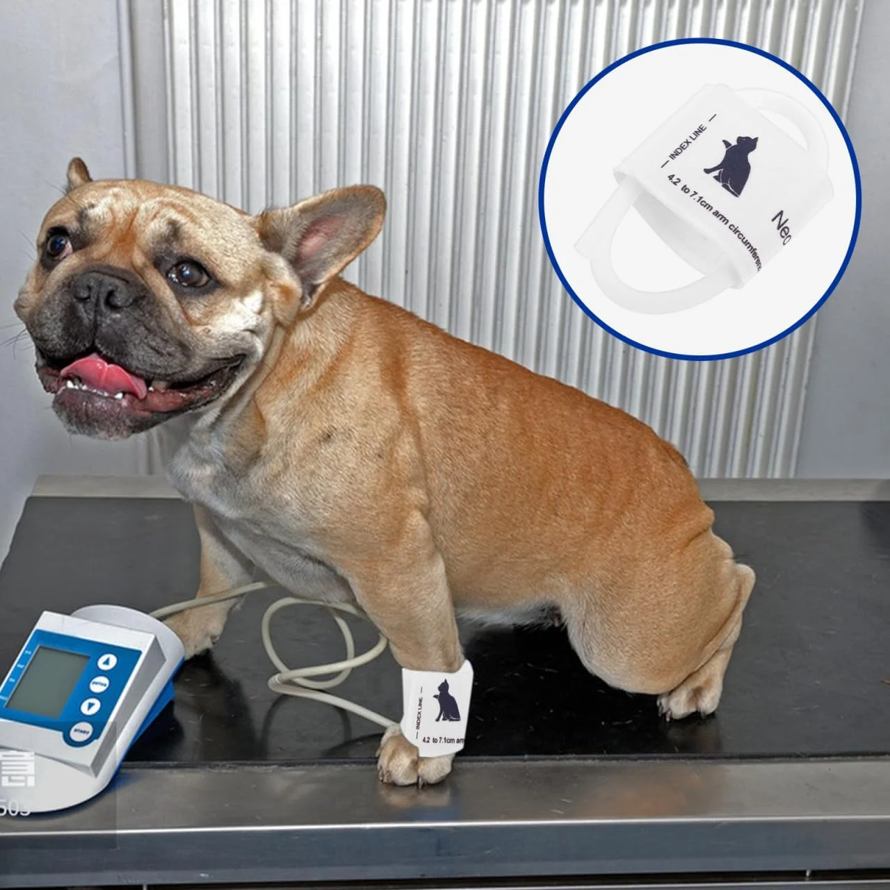 کاف فشار خون حیوانات خانگی پاپت پاپ، سایز یونیورسال، پارچه نبافته، مناسب گربه، سگ و سایر حیوانات، رنگ سفید