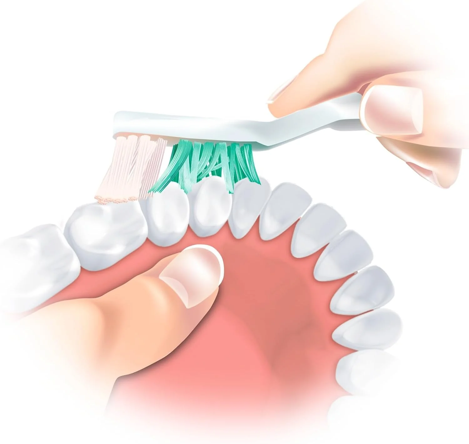 مسواک دندان مصنوعی حرفه ای تریزا