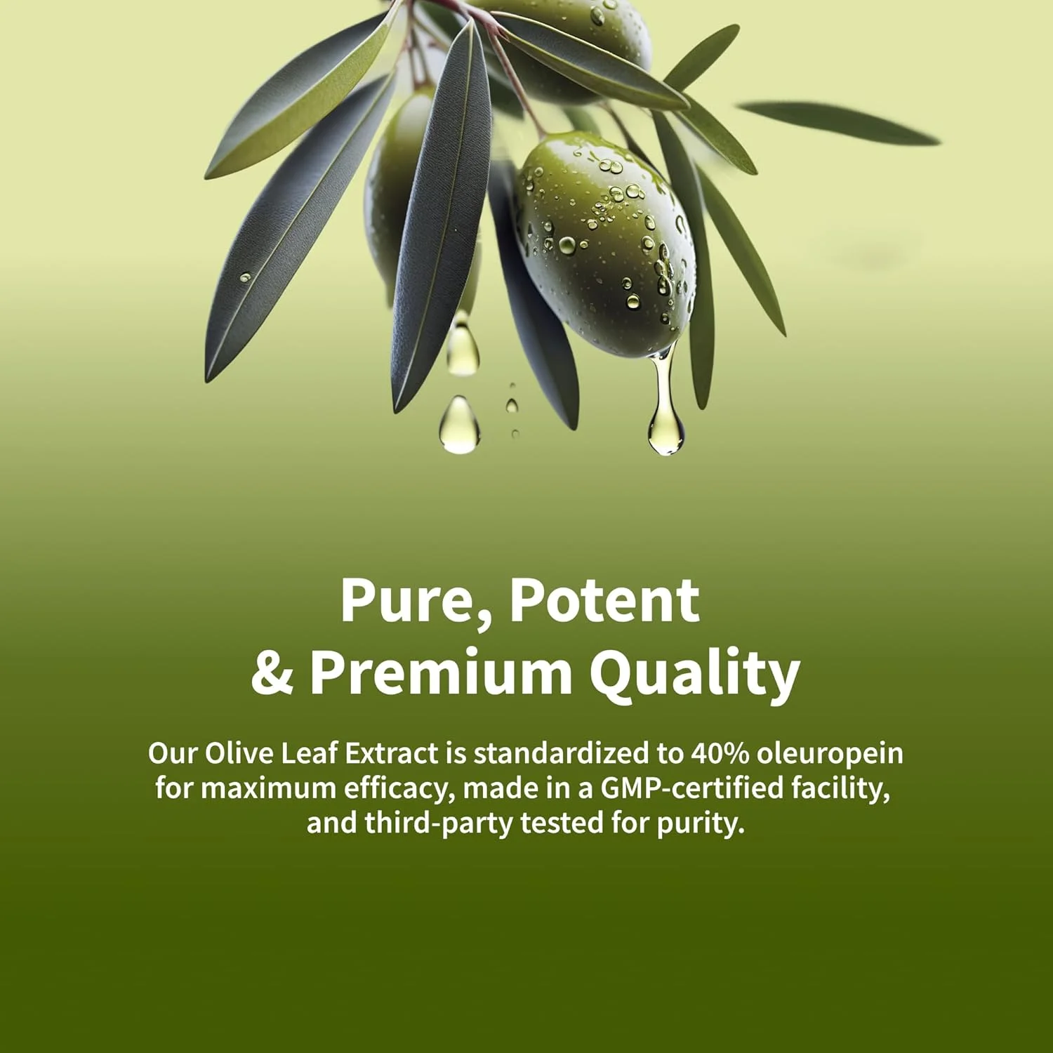 مکمل برگ زیتون | قدرت فوق العاده ۴۰% اولئوروپین برای پشتیبانی از فشار خون، بهبود هضم، افزایش آنتی اکسیدان، بهبود عملکرد مغز، ضد التهاب | ۶۰ کپسول