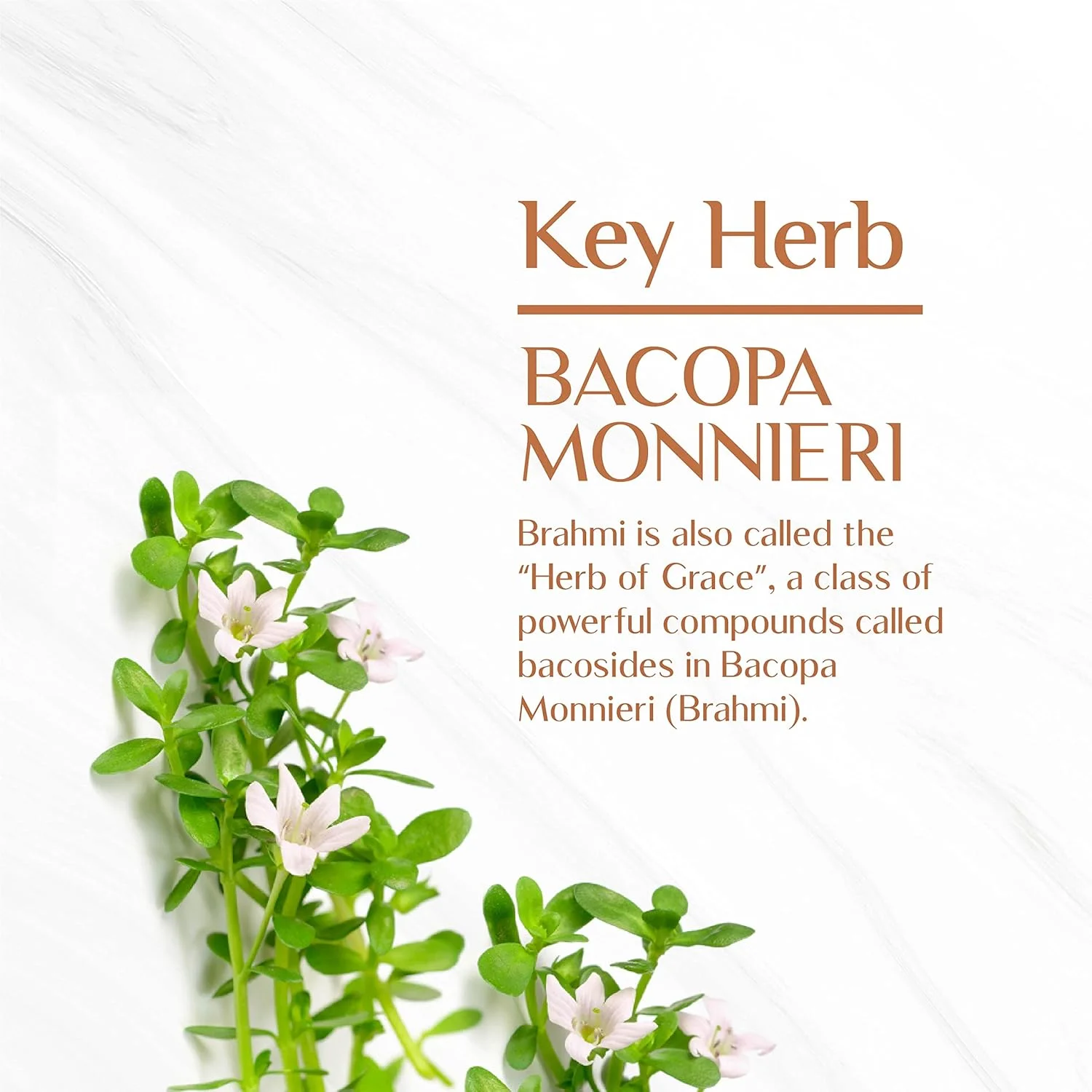 قرص های برهمی ارگانیک Maharishi Ayurveda | برای سلامت مغز | تقویت کننده سیستم عصبی | کمک به بهبود هوشیاری | تقویت کننده حافظه | کمک به کاهش استرس | 60 عدد - بسته 2 عددی (120 قرص)