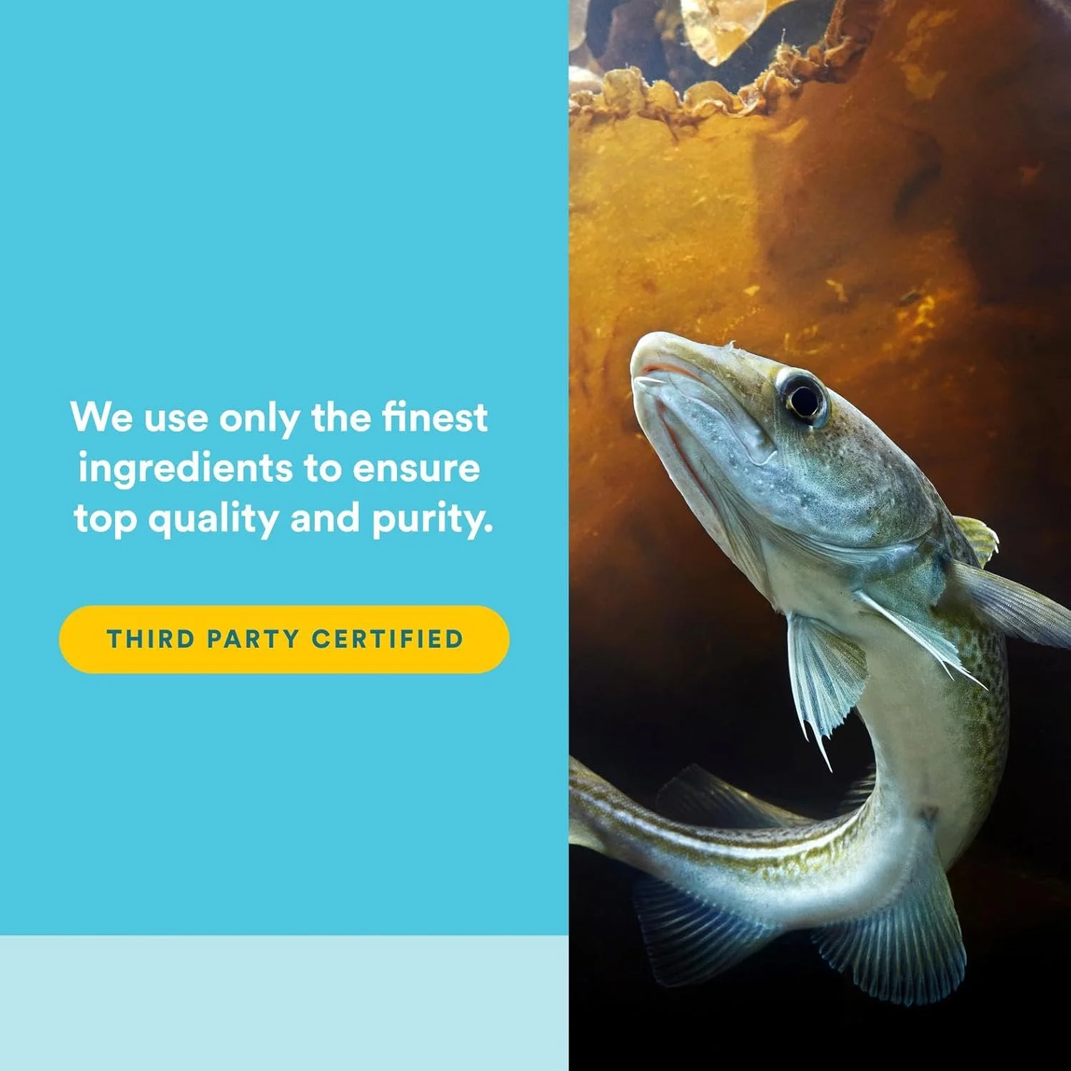 نچرال فاکتورز Women Sense RxOmega-3، 120 سافت ژل Enteripure نچرال فاکتورز Women Sense RxOmega-3، 120 سافت ژل Enteripure