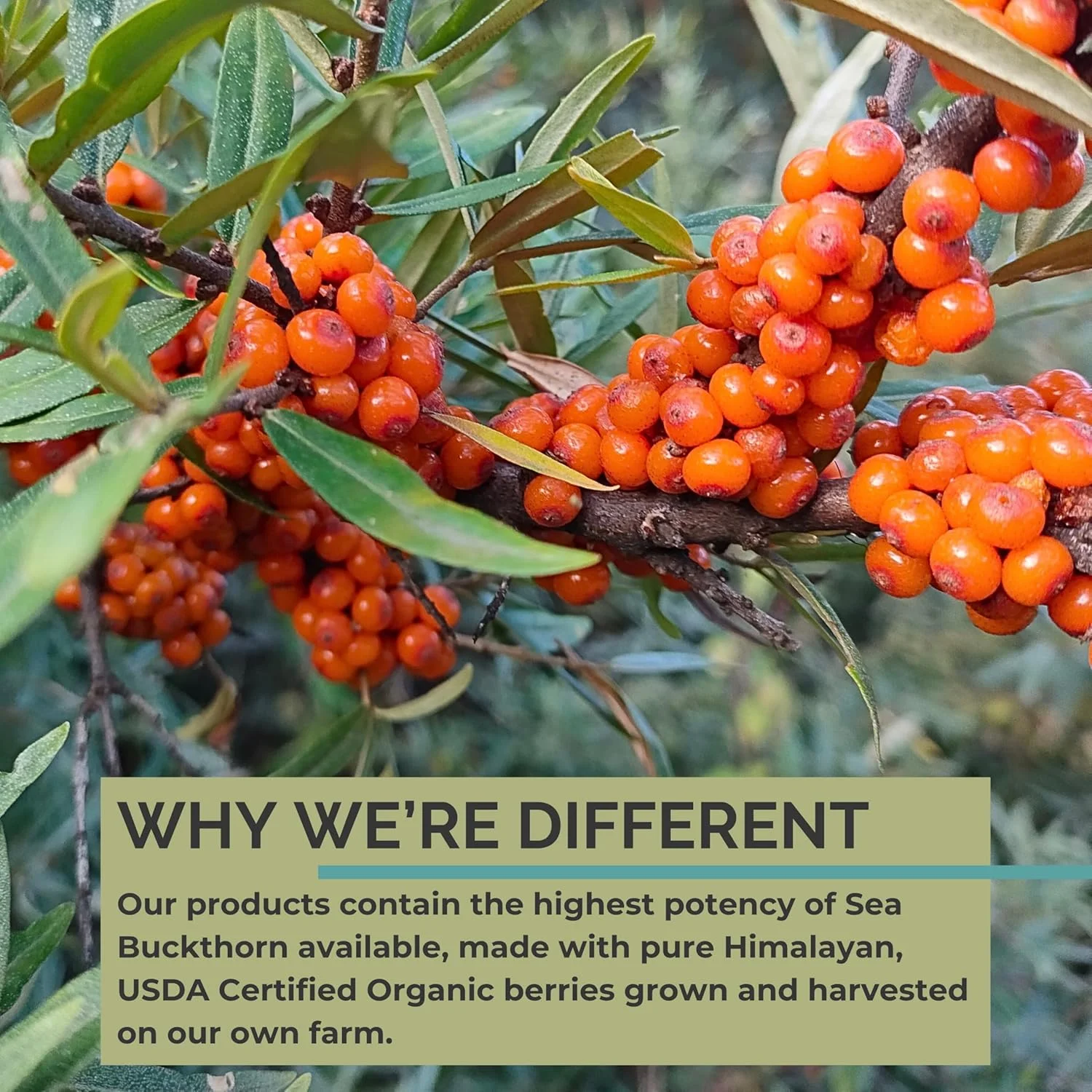 مخلوط روغن سنجد دریایی SeabuckWonders، امگا 7 کامل، حداکثر قدرت، 120 سافت ژل مخلوط روغن سنجد دریایی SeabuckWonders، امگا 7 کامل، حداکثر قدرت، 120 سافت ژل