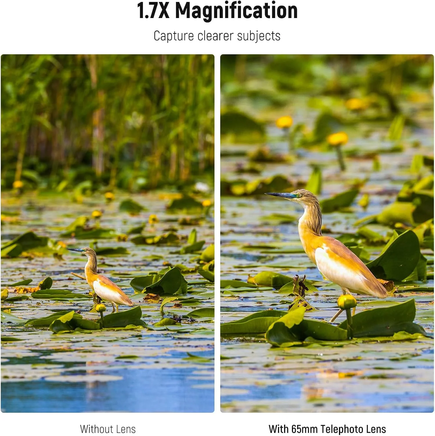 لنز تله فوتو 65 میلیمتری HD گوشی NEEWER با هود (نقرهای)، لنز زوم 1.7X با اتصال رزوه 17 میلیمتری، سازگار با قاب و محفظه گوشی آیفون و اندروید، LS-66 لنز تله فوتو 65 میلیمتری HD گوشی NEEWER با هود (نقرهای)، لنز زوم 1.7X با اتصال رزوه 17 میلیمتری، سازگار با قاب و محفظه گوشی آیفون و اندروید، LS-66