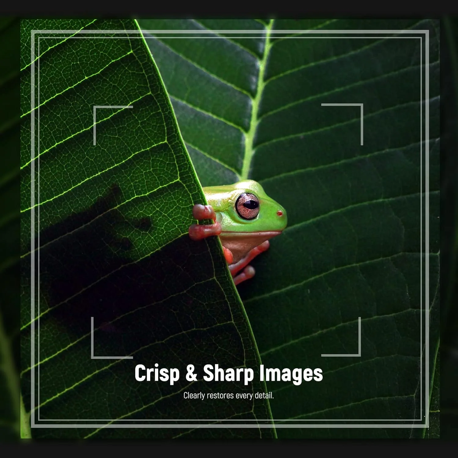 فیلتر لنز ماکرو 49 میلی‌متری NEEWER (+1، 2، 4، 10)، 4 عدد فیلتر بزرگ‌نمایی با کیف نگهداری برای عکاسی ماکرو، سازگار با لنزهای دوربین 49 میلی‌متری Canon Nikon Sony Fujifilm