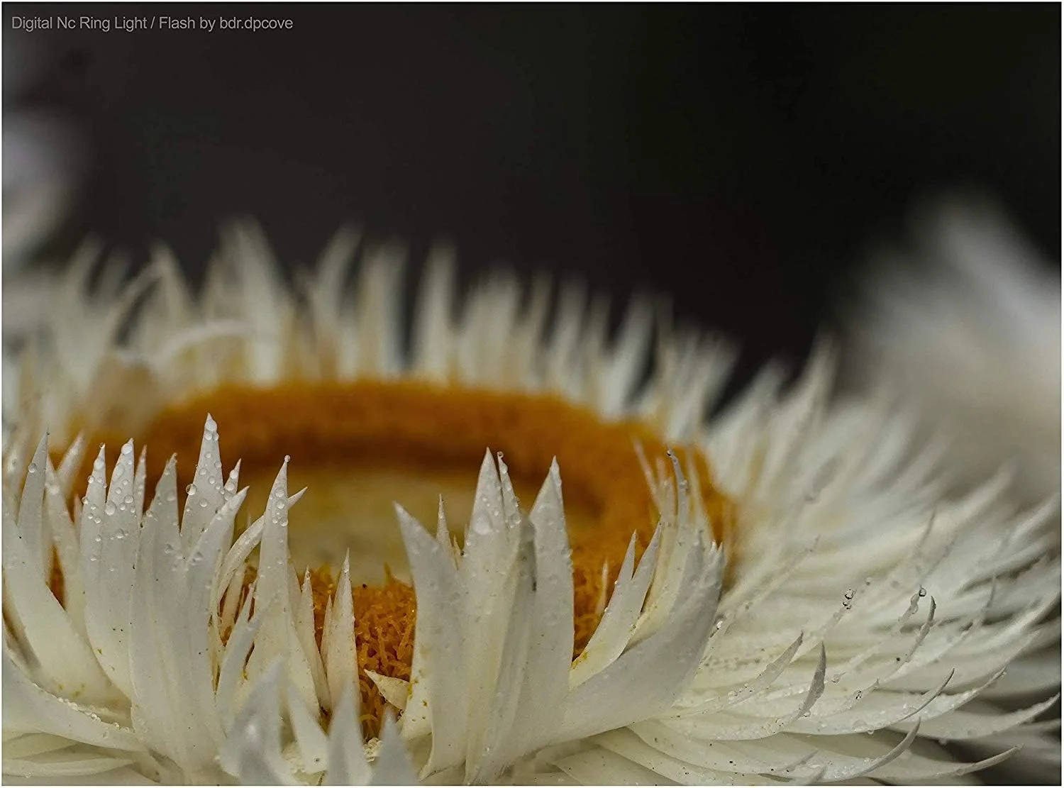 فلاش/حلقه نور ماکرو LED (شامل حلقه آداپتور) سازگار با Sony Cyber-Shot DSC-RX10 II فلاش/حلقه نور ماکرو LED (شامل حلقه آداپتور) سازگار با Sony Cyber-Shot DSC-RX10 II