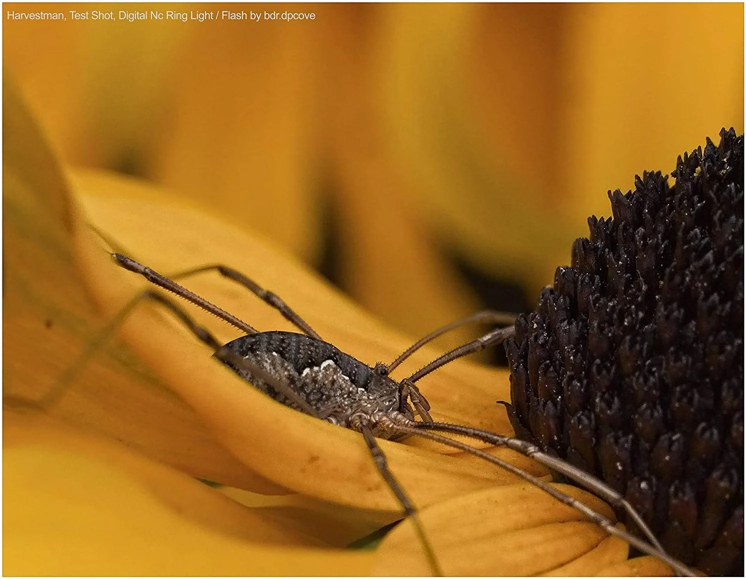 فلاش/حلقه نور ماکرو LED (شامل حلقه آداپتور) سازگار با Sony Cyber-Shot DSC-RX10 II فلاش/حلقه نور ماکرو LED (شامل حلقه آداپتور) سازگار با Sony Cyber-Shot DSC-RX10 II