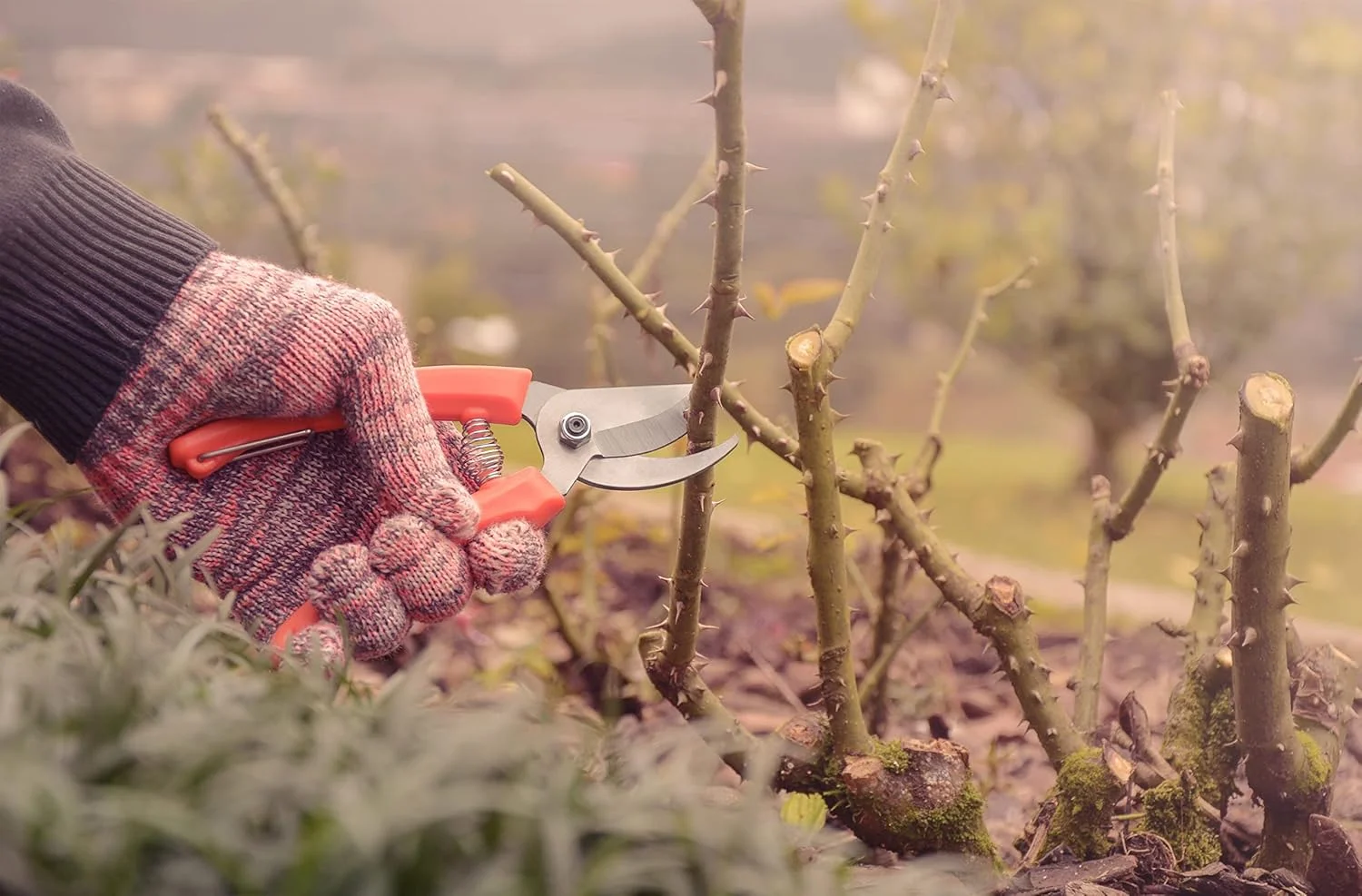 قیچی باغبانی ترامونتینا با تیغه های فلزی و دسته های پلاستیکی