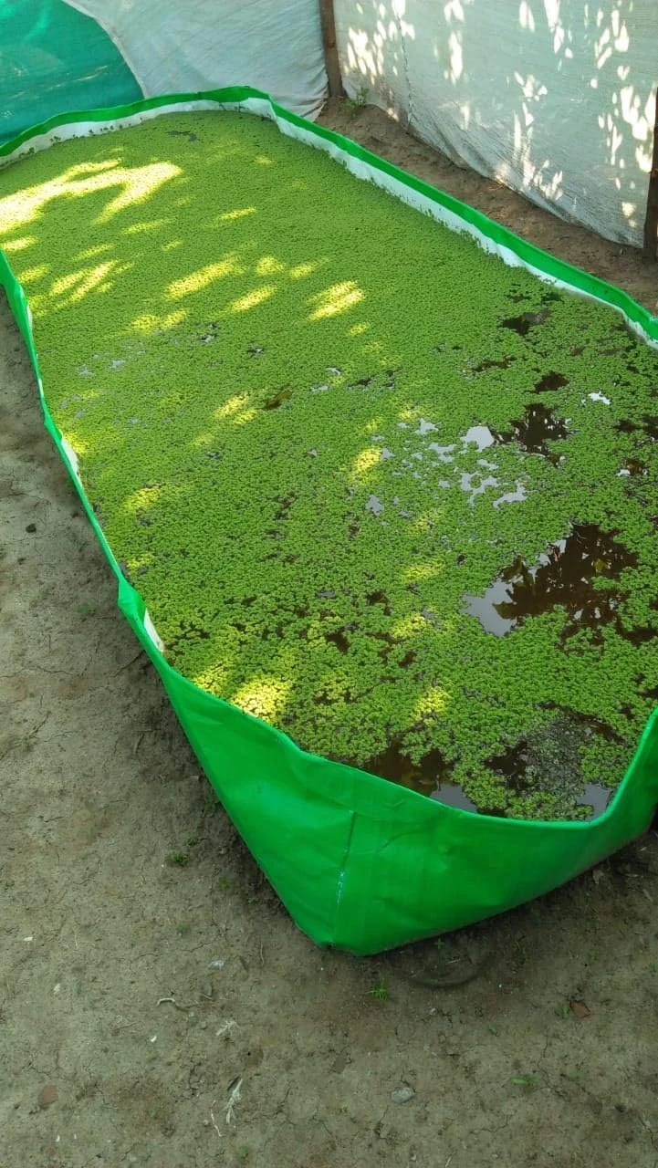 حوضچه/مخزن/بستر آزولا BIO BLOOMS AGRO INDIA PRIVATE LIMITED با تراکم 200 GSM از جنس HDPE برای کشت آزولا (3 متر در 1.2 متر در 0.3 متر)