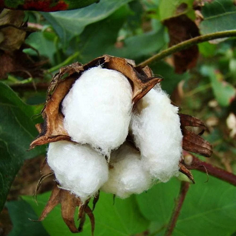 روتختی دو نفره طرح تکه دوزی سایز بزرگ 230X250 سانتی متر، ست 3 تکه شامل 1 روتختی و 2 روبالشی، ملحفه سبک وزن، طرح تکه دوزی-230X240 سانتی متر، طرح تکه دوزی-230X240 سانتی متر