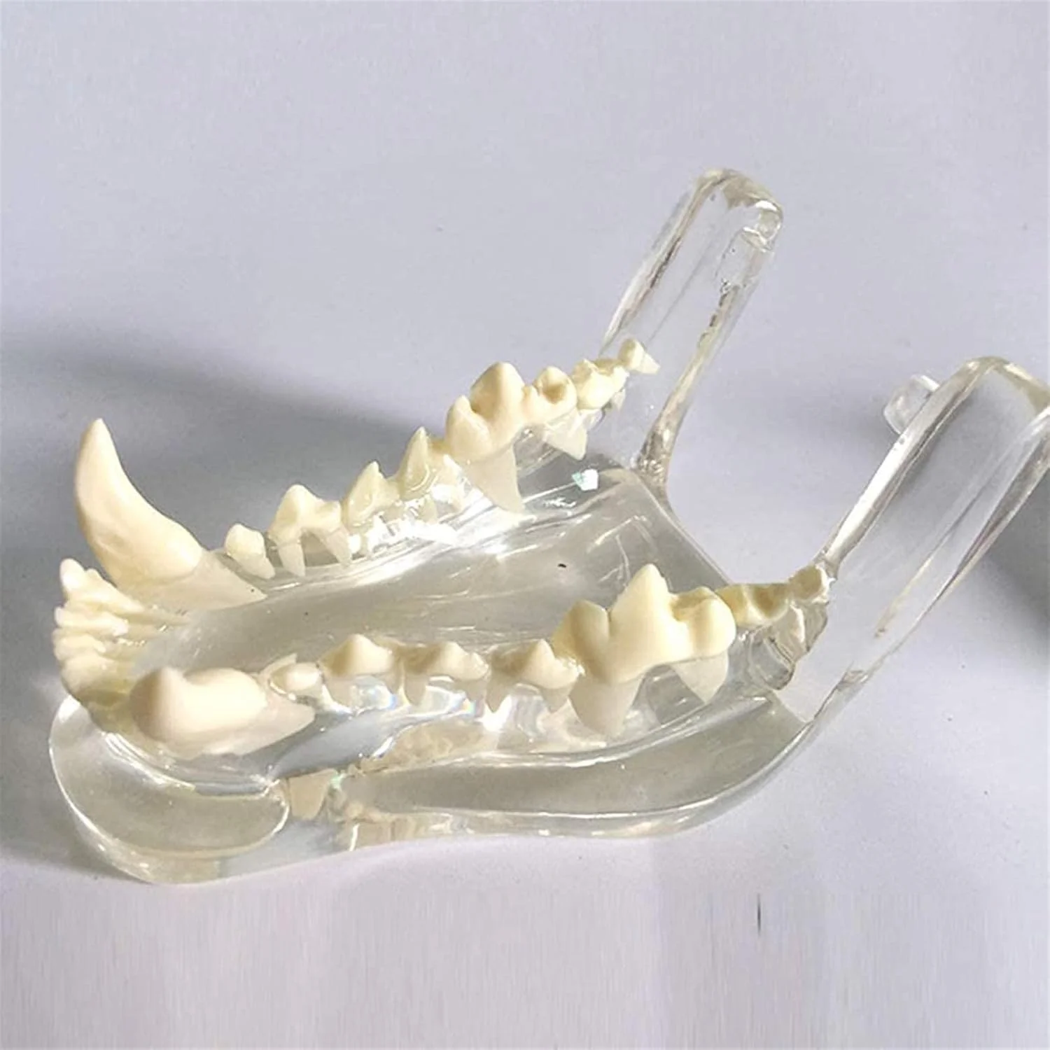 مدل مطالعه دندان سگ ARAST - مدل آناتومی دندان سگ پزشکی - مدل دهان حیوانات آناتومی استخوان فک جمجمه شفاف - برای ابزار آموزش دامپزشکی LEOWE مدل مطالعه دندان سگ ARAST - مدل آناتومی دندان سگ پزشکی - مدل دهان حیوانات آناتومی استخوان فک جمجمه شفاف - برای ابزار آموزش دامپزشکی LEOWE