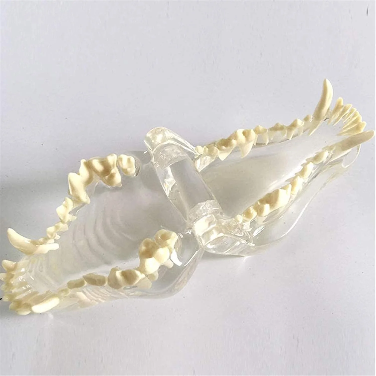 مدل مطالعه دندان سگ ARAST - مدل آناتومی دندان سگ پزشکی - مدل دهان حیوانات آناتومی استخوان فک جمجمه شفاف - برای ابزار آموزش دامپزشکی LEOWE مدل مطالعه دندان سگ ARAST - مدل آناتومی دندان سگ پزشکی - مدل دهان حیوانات آناتومی استخوان فک جمجمه شفاف - برای ابزار آموزش دامپزشکی LEOWE