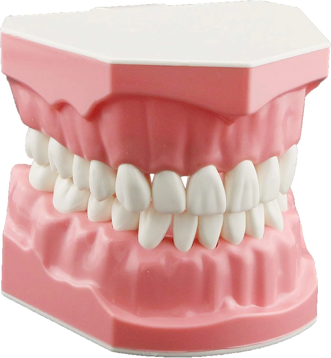 مدل دندانپزشکی Dentalmall برای تمرین مسواک زدن و نخ دندان کشیدن، مدل دندان، لثه قابل مشاهده، نمایش آناتومیک، آموزش، مطالعه، اندازه استاندارد