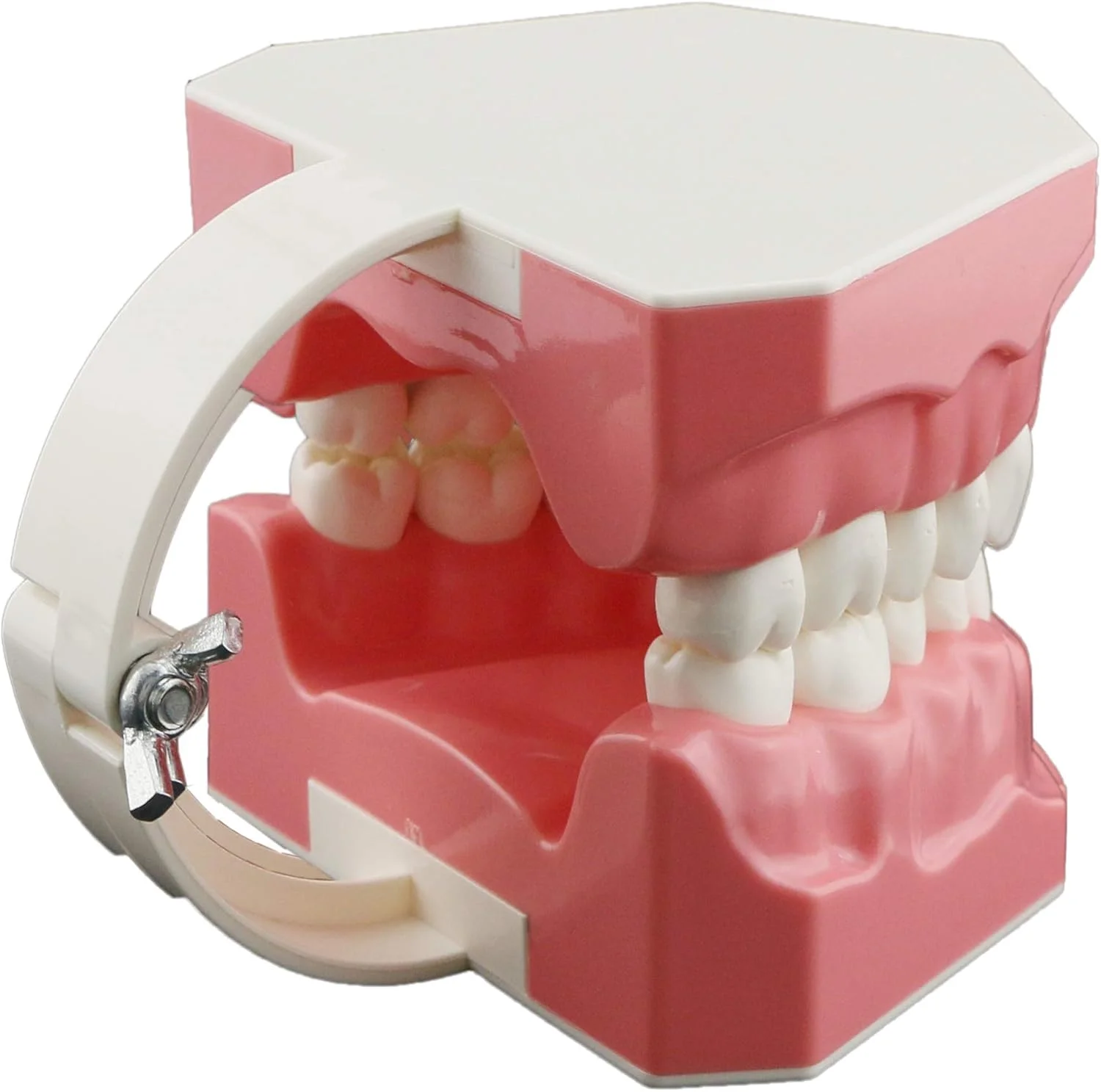 مدل دندانپزشکی Dentalmall برای تمرین مسواک زدن و نخ دندان کشیدن، مدل دندان، لثه قابل مشاهده، نمایش آناتومیک، آموزش، مطالعه، اندازه استاندارد