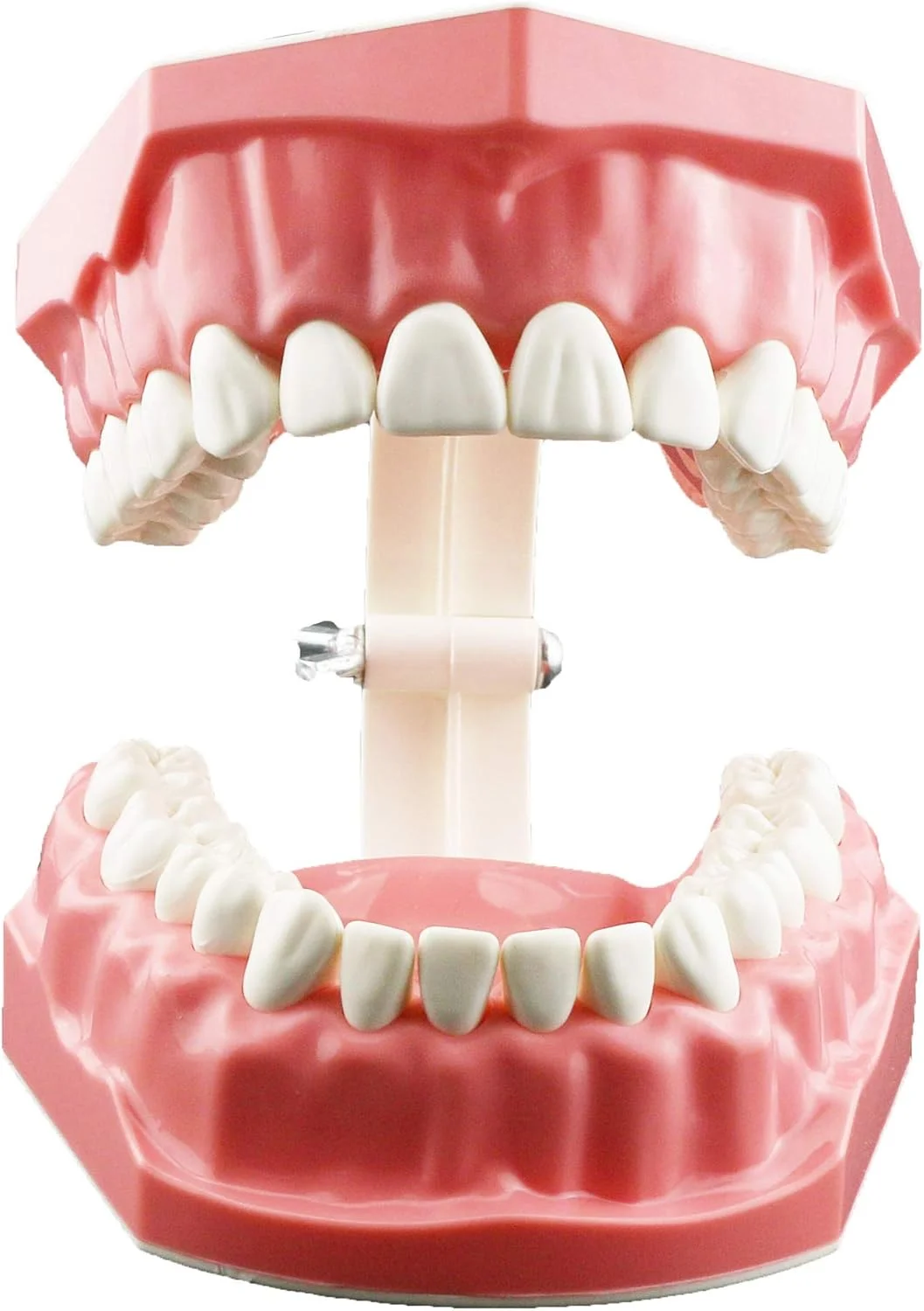 مدل دندانپزشکی Dentalmall برای تمرین مسواک زدن و نخ دندان کشیدن، مدل دندان، لثه قابل مشاهده، نمایش آناتومیک، آموزش، مطالعه، اندازه استاندارد