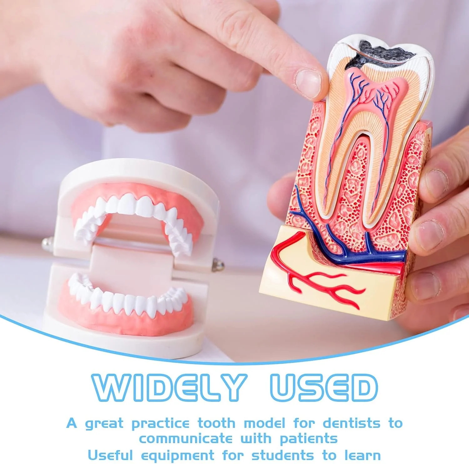 مدل آموزشی دندانپزشکی NALACAL، مدل دهان برای مطالعه دندان، اسباب بازی، نمایش دندان، دندان مصنوعی تقلبی، ابزار نمایش دندان مصنوعی برای کودکان، لوازم آموزشی دندانپزشکی، 2 عدد