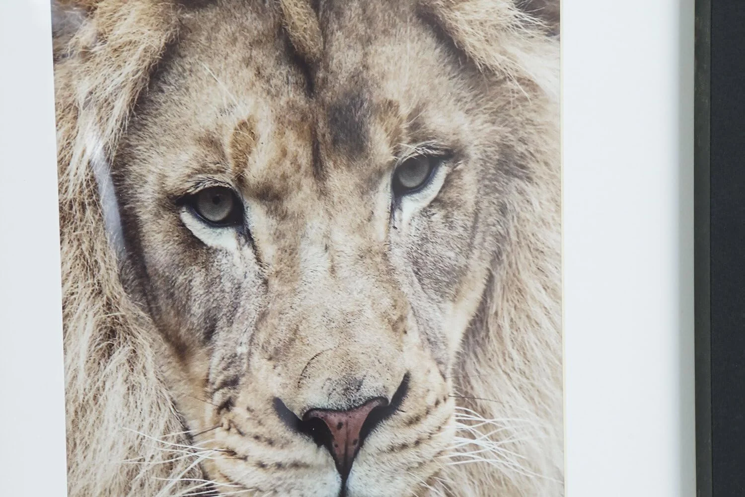 تابلو PS طرح وحشی، ابعاد 35x2x45 سانتی‌متر، قاب‌دار، 4 طرح مختلف