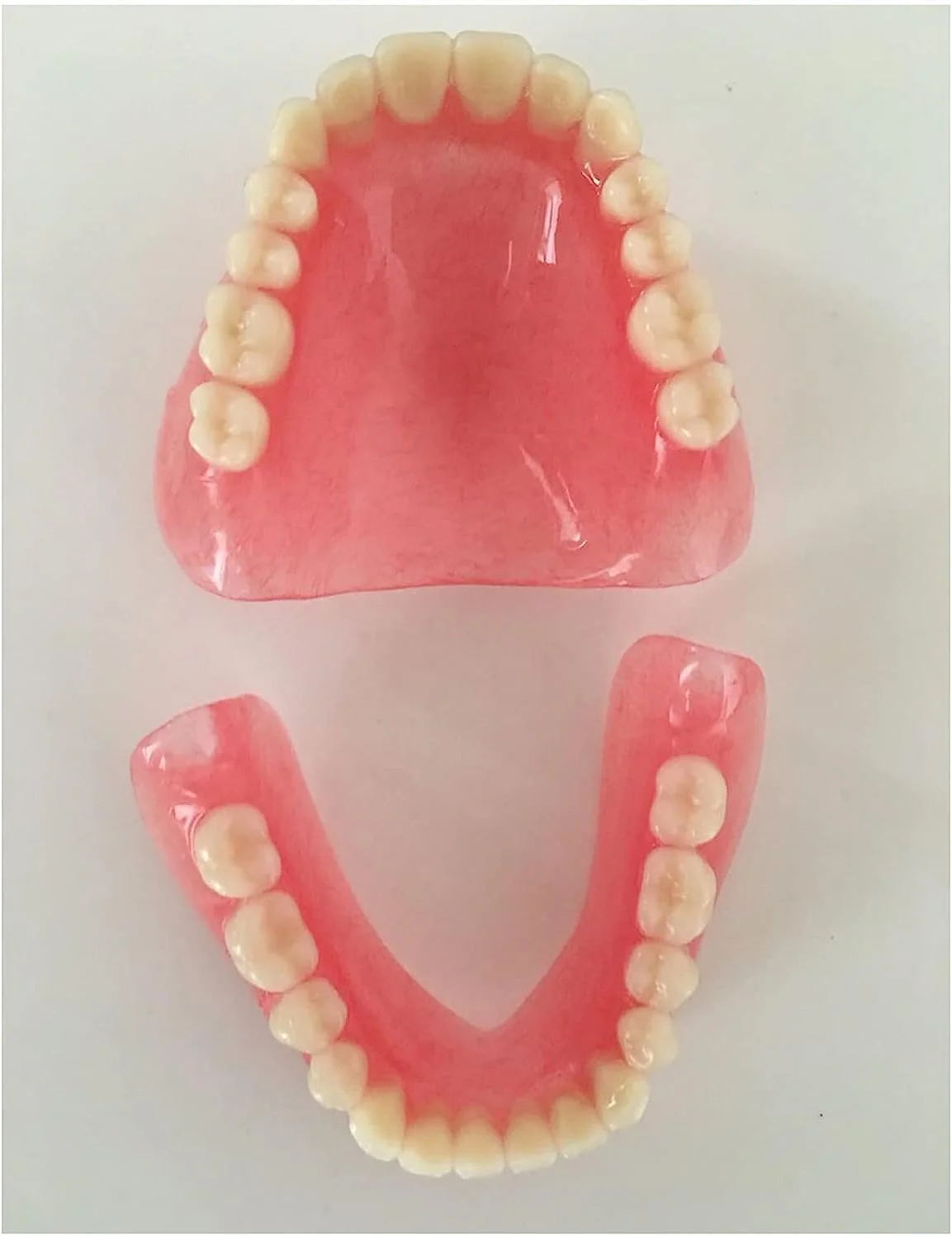 مدل دندان های بالا و پایین، مدل دندان مصنوعی، مدل دهان و دندان برای کودکان یا دانشجویان دندانپزشکی، ابزار آموزشی و مطالعه.