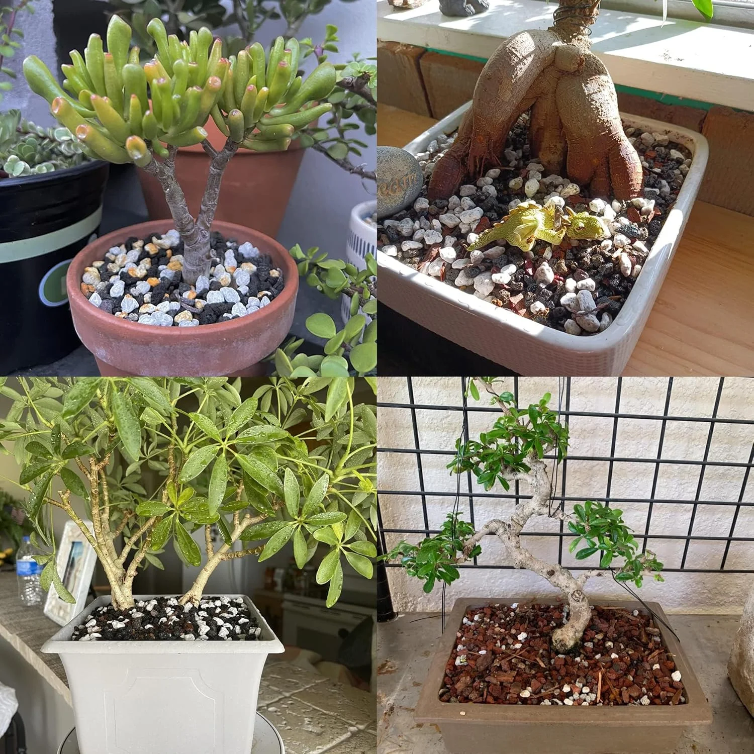 پومیس ارگانیک MDPQT برای بونسای و باغبانی 100% طبیعی (4.5 لیتر، 1.25 سانتی متر)