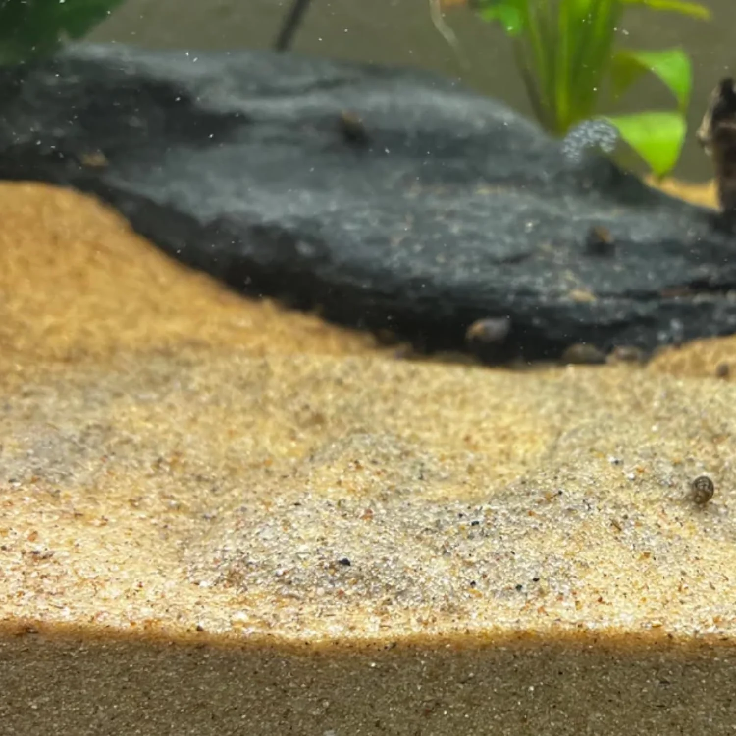 شن و ماسه ساختمانی سفید طبیعی - درجه ریز تزئینی، آکواریوم، محوطه سازی و استفاده در ساختمان | آماده برای استفاده - کیسه 10 کیلوگرمی - KYLAQ شن و ماسه ساختمانی سفید طبیعی - درجه ریز تزئینی، آکواریوم، محوطه سازی و استفاده در ساختمان | آماده برای استفاده - کیسه 10 کیلوگرمی - KYLAQ