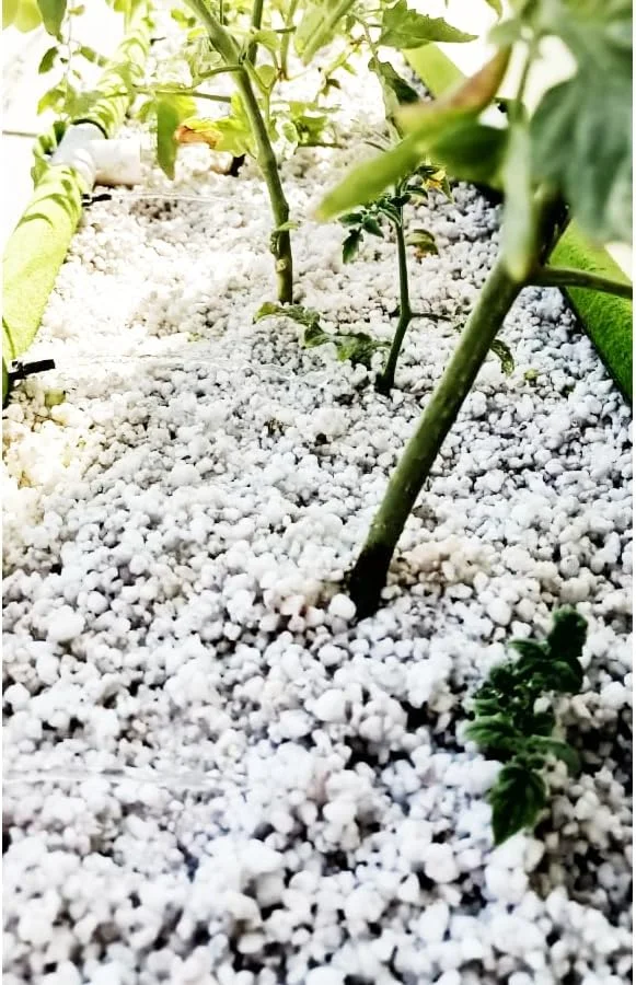 پرلیت ۱۰ لیتری: ایده آل برای کشاورزی مستقل، مخلوط خاک یا هیدروپونیک. سایز کشاورزی ۲-۶ میلی متر. بهترین محیط رشد برای کشاورزی داخلی و خارجی. ساخت امارات متحده عربی توسط نشنال پرلیت. پرلیت ۱۰ لیتری: ایده آل برای کشاورزی مستقل، مخلوط خاک یا هیدروپونیک. سایز کشاورزی ۲-۶ میلی متر. بهترین محیط رشد برای کشاورزی داخلی و خارجی. ساخت امارات متحده عربی توسط نشنال پرلیت.