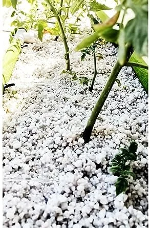 کیسه پرلیت ممتاز 20 لیتری: ایده آل برای کشاورزی مستقل، مخلوط خاک یا هیدروپونیک. سایز کشاورزی 5-10 میلی متر. بهترین محیط کشت برای کشاورزی داخلی و خارجی. ساخت امارات متحده عربی توسط مرکز کشاورزی کیسه پرلیت ممتاز 20 لیتری: ایده آل برای کشاورزی مستقل، مخلوط خاک یا هیدروپونیک. سایز کشاورزی 5-10 میلی متر. بهترین محیط کشت برای کشاورزی داخلی و خارجی. ساخت امارات متحده عربی توسط مرکز کشاورزی