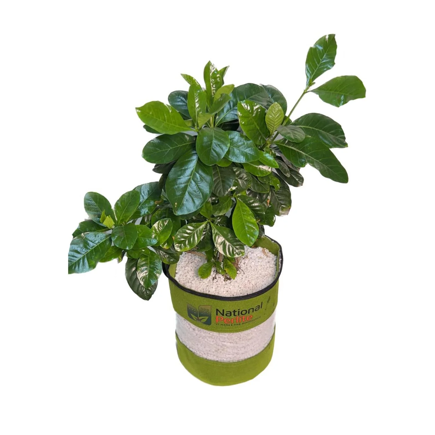 کیسه کشت پرلیت ممتاز 10 لیتری: ایده آل برای کشاورزی مستقل، مخلوط خاک یا هیدروپونیک. اندازه کشاورزی 5-10 میلی متر. بهترین محیط رشد برای کشاورزی داخلی و خارجی. ساخت امارات متحده عربی توسط نشنال پرلیت. کیسه کشت پرلیت ممتاز 10 لیتری: ایده آل برای کشاورزی مستقل، مخلوط خاک یا هیدروپونیک. اندازه کشاورزی 5-10 میلی متر. بهترین محیط رشد برای کشاورزی داخلی و خارجی. ساخت امارات متحده عربی توسط نشنال پرلیت.