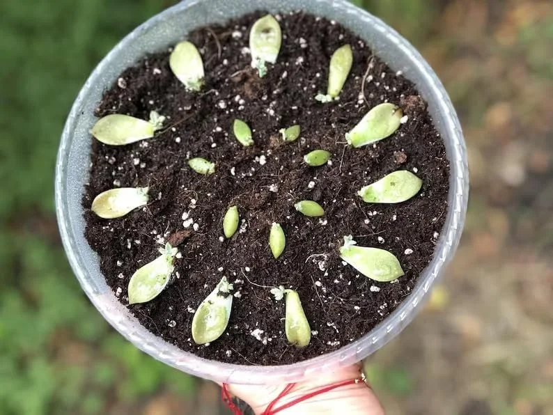 آگرو سنتر | مواد اولیه مخلوط گلدانی درجه یک | کوکوپیت یک کیلوگرمی + پرلیت 10 لیتری / ساخت امارات متحده عربی / بهترین انتخاب باغبانان / صرفه جویی در آب آگرو سنتر | مواد اولیه مخلوط گلدانی درجه یک | کوکوپیت یک کیلوگرمی + پرلیت 10 لیتری / ساخت امارات متحده عربی / بهترین انتخاب باغبانان / صرفه جویی در آب