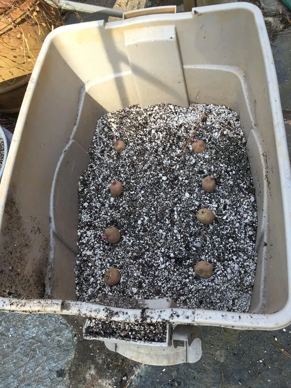 کشاورزی دانه ای بسیار متخلخل برای گیاهان گلدانی و باغی | افزودنی خاک سبک و خنثی از نظر pH | ایده آل برای اصلاح خاک و کشاورزی هیدروپونیک | 100 لیتر کشاورزی دانه ای بسیار متخلخل برای گیاهان گلدانی و باغی | افزودنی خاک سبک و خنثی از نظر pH | ایده آل برای اصلاح خاک و کشاورزی هیدروپونیک | 100 لیتر