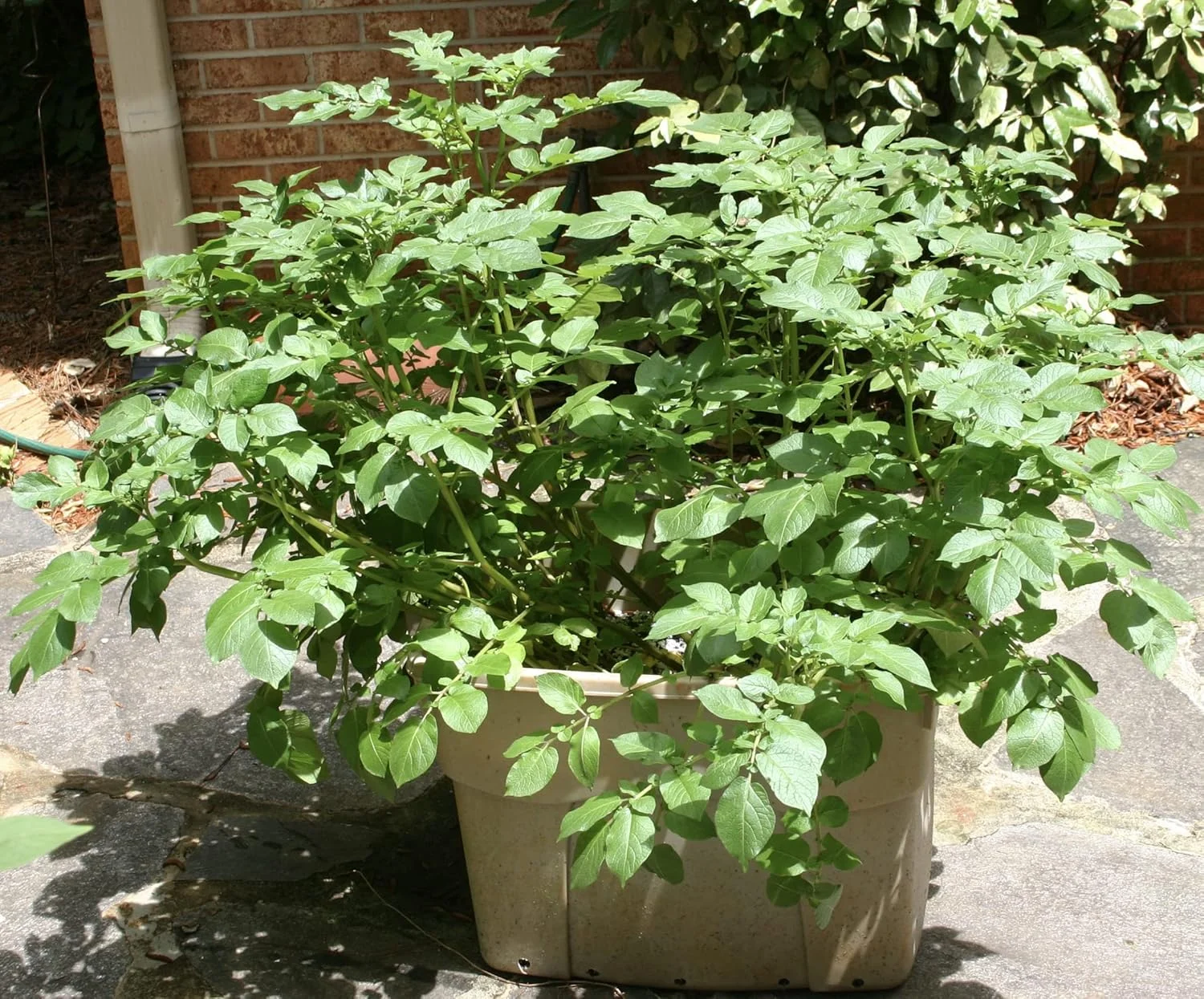 کشاورزی دانه ای بسیار متخلخل برای گیاهان گلدانی و باغی | افزودنی خاک سبک و خنثی از نظر pH | ایده آل برای اصلاح خاک و کشاورزی هیدروپونیک | 100 لیتر کشاورزی دانه ای بسیار متخلخل برای گیاهان گلدانی و باغی | افزودنی خاک سبک و خنثی از نظر pH | ایده آل برای اصلاح خاک و کشاورزی هیدروپونیک | 100 لیتر