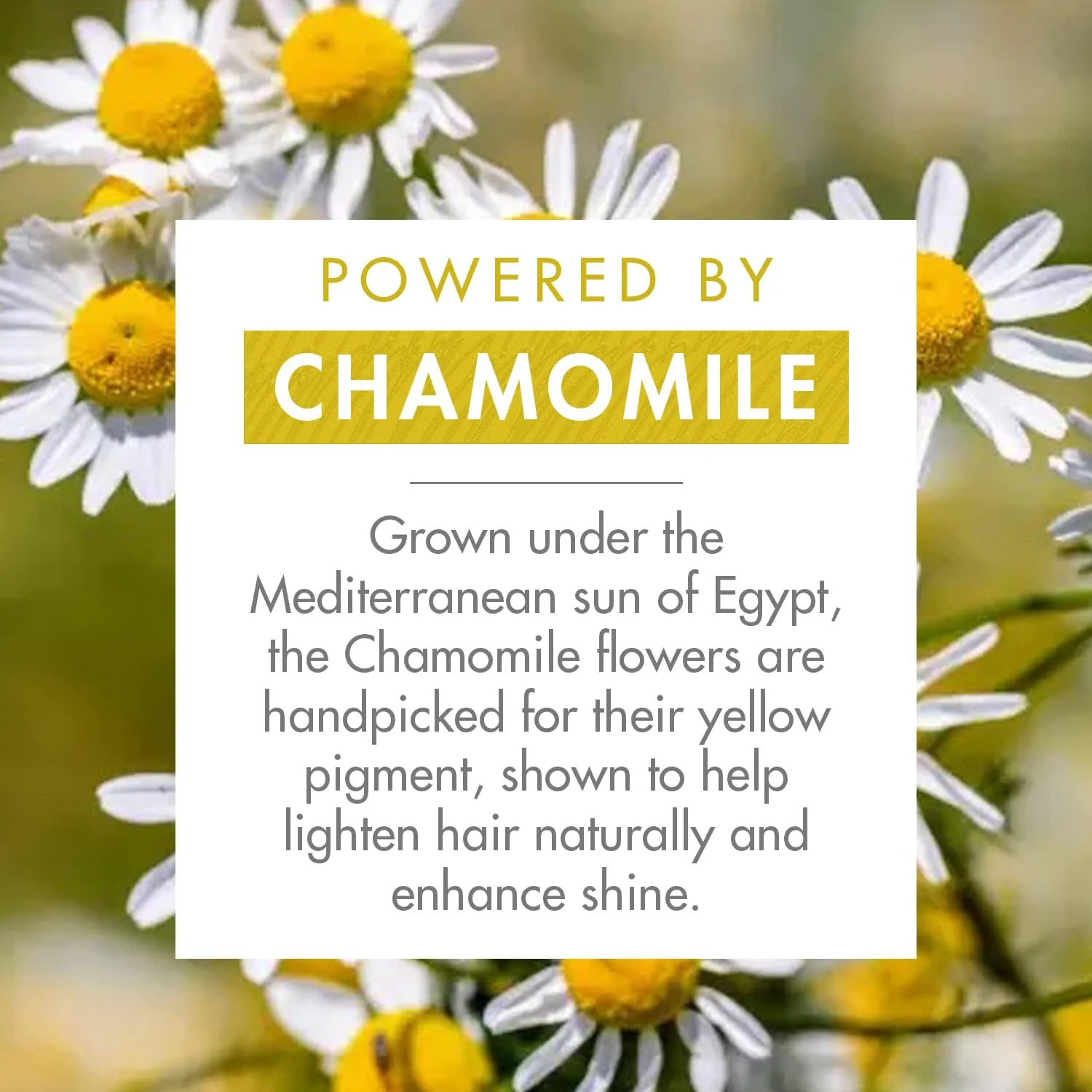 اسپری روشن کننده مو کلوران با عصاره بابونه و عسل، ایجاد هایلایت های طبیعی و کنترل شده، فاقد پارابن، هیدروژن پراکسید، آمونیاک و سولفات، 125 میلی لیتر