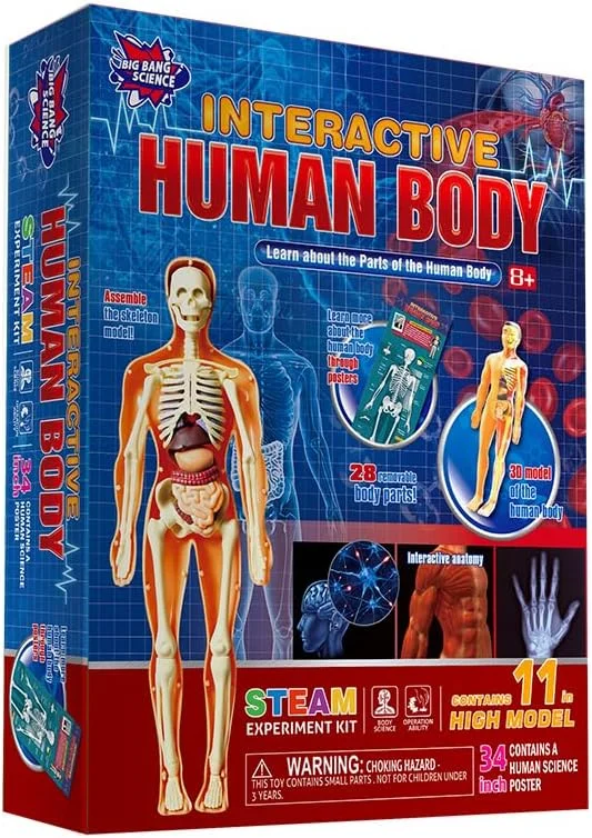 مدل آناتومی بدن انسان برای کودکان، مجموعه ۳۰ تکه اسکلت و اندام جداشدنی، اسباب بازی آموزشی ۱۱ اینچی STEM برای نوجوانان و کودکان، کیت یادگیری آناتومی با پوستر و دستورالعمل های مونتاژ مدل آناتومی بدن انسان برای کودکان، مجموعه ۳۰ تکه اسکلت و اندام جداشدنی، اسباب بازی آموزشی ۱۱ اینچی STEM برای نوجوانان و کودکان، کیت یادگیری آناتومی با پوستر و دستورالعمل های مونتاژ