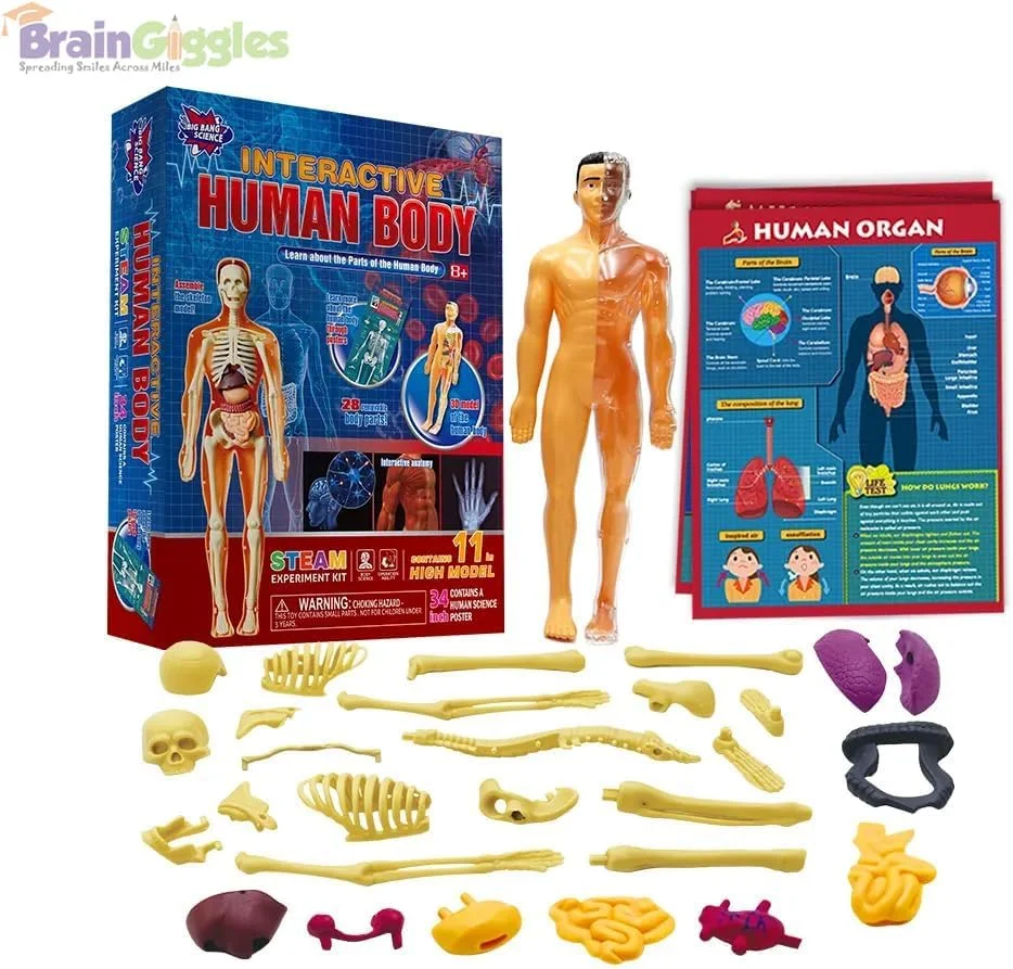 مدل آناتومی بدن انسان برای کودکان، مجموعه ۳۰ تکه اسکلت و اندام جداشدنی، اسباب بازی آموزشی ۱۱ اینچی STEM برای نوجوانان و کودکان، کیت یادگیری آناتومی با پوستر و دستورالعمل های مونتاژ مدل آناتومی بدن انسان برای کودکان، مجموعه ۳۰ تکه اسکلت و اندام جداشدنی، اسباب بازی آموزشی ۱۱ اینچی STEM برای نوجوانان و کودکان، کیت یادگیری آناتومی با پوستر و دستورالعمل های مونتاژ