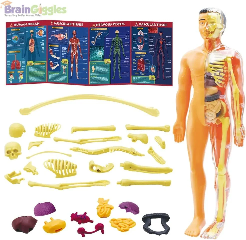مدل آناتومی بدن انسان برای کودکان، مجموعه ۳۰ تکه اسکلت و اندام جداشدنی، اسباب بازی آموزشی ۱۱ اینچی STEM برای نوجوانان و کودکان، کیت یادگیری آناتومی با پوستر و دستورالعمل های مونتاژ مدل آناتومی بدن انسان برای کودکان، مجموعه ۳۰ تکه اسکلت و اندام جداشدنی، اسباب بازی آموزشی ۱۱ اینچی STEM برای نوجوانان و کودکان، کیت یادگیری آناتومی با پوستر و دستورالعمل های مونتاژ
