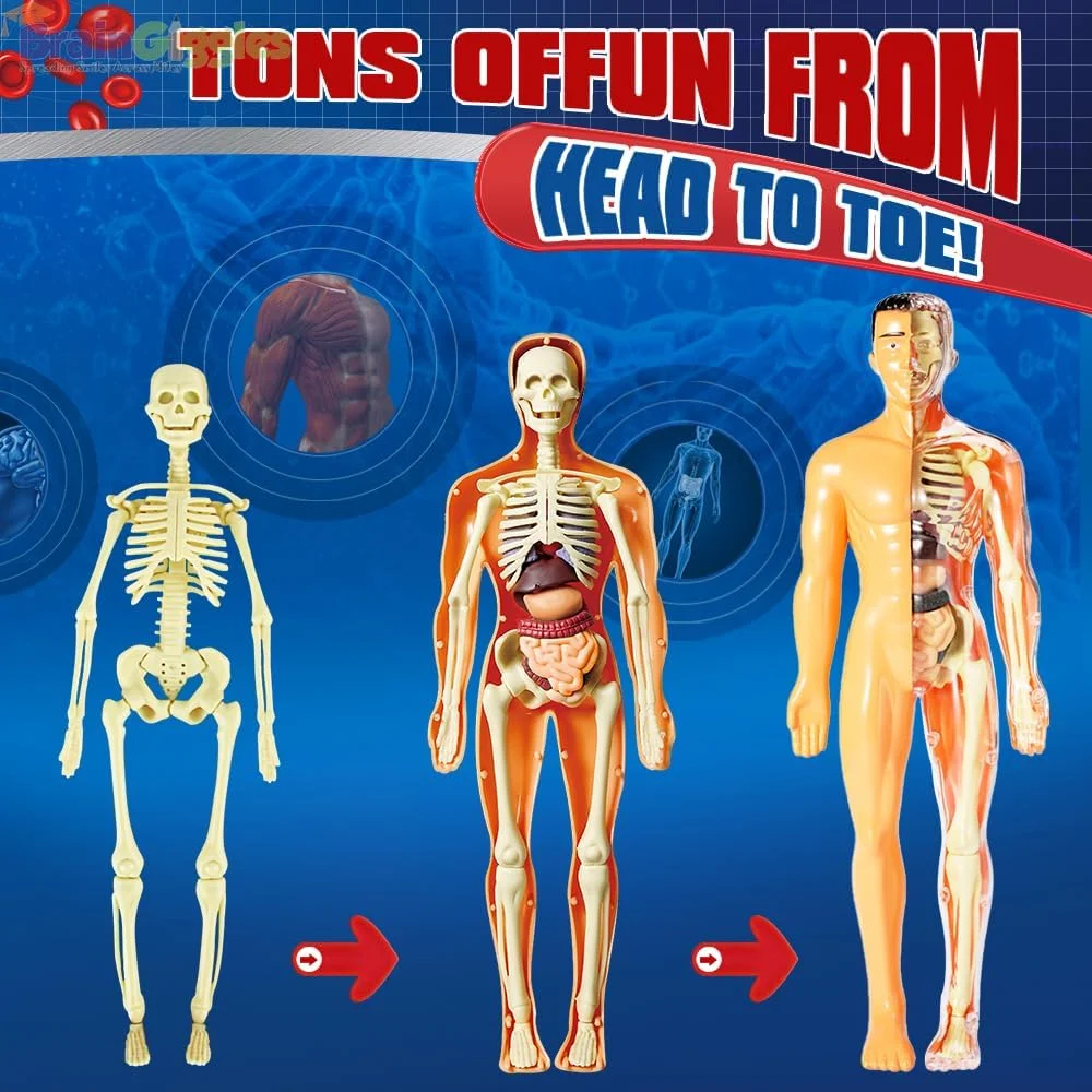 مدل آناتومی بدن انسان برای کودکان، مجموعه ۳۰ تکه اسکلت و اندام جداشدنی، اسباب بازی آموزشی ۱۱ اینچی STEM برای نوجوانان و کودکان، کیت یادگیری آناتومی با پوستر و دستورالعمل های مونتاژ مدل آناتومی بدن انسان برای کودکان، مجموعه ۳۰ تکه اسکلت و اندام جداشدنی، اسباب بازی آموزشی ۱۱ اینچی STEM برای نوجوانان و کودکان، کیت یادگیری آناتومی با پوستر و دستورالعمل های مونتاژ