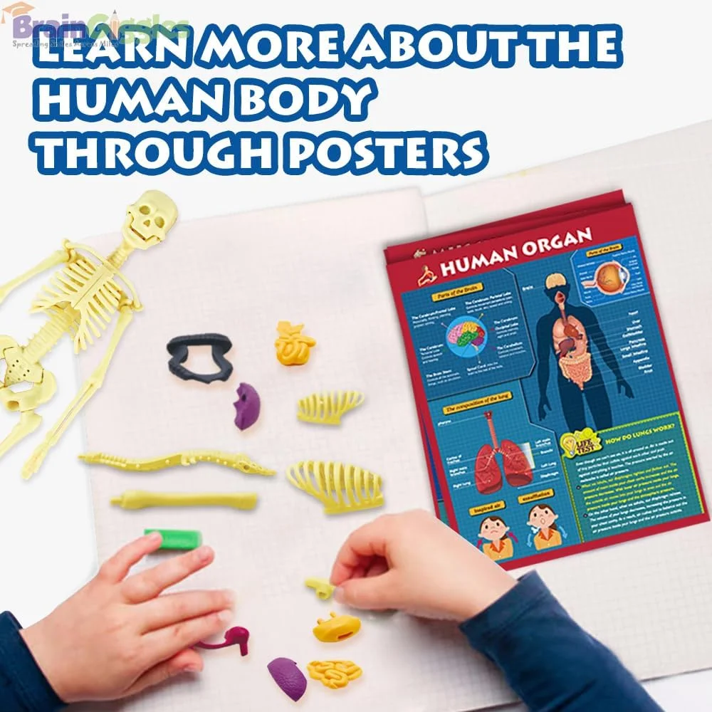 مدل آناتومی بدن انسان برای کودکان، مجموعه ۳۰ تکه اسکلت و اندام جداشدنی، اسباب بازی آموزشی ۱۱ اینچی STEM برای نوجوانان و کودکان، کیت یادگیری آناتومی با پوستر و دستورالعمل های مونتاژ مدل آناتومی بدن انسان برای کودکان، مجموعه ۳۰ تکه اسکلت و اندام جداشدنی، اسباب بازی آموزشی ۱۱ اینچی STEM برای نوجوانان و کودکان، کیت یادگیری آناتومی با پوستر و دستورالعمل های مونتاژ