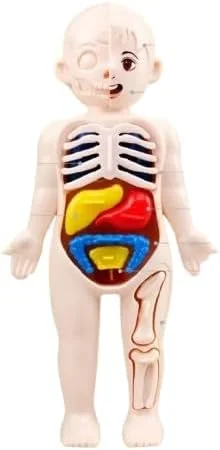 مدل آموزشی آناتومی بدن انسان، کیت آموزشی اندام های بیرون کشیدنی، مجموعه اسباب بازی یادگیری پزشکی 14 تکه برای کودکان مدل آموزشی آناتومی بدن انسان، کیت آموزشی اندام های بیرون کشیدنی، مجموعه اسباب بازی یادگیری پزشکی 14 تکه برای کودکان