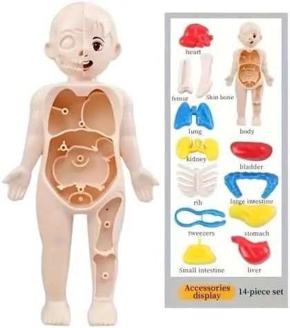 مدل آموزشی آناتومی بدن انسان، کیت آموزشی اندام های بیرون کشیدنی، مجموعه اسباب بازی یادگیری پزشکی 14 تکه برای کودکان مدل آموزشی آناتومی بدن انسان، کیت آموزشی اندام های بیرون کشیدنی، مجموعه اسباب بازی یادگیری پزشکی 14 تکه برای کودکان