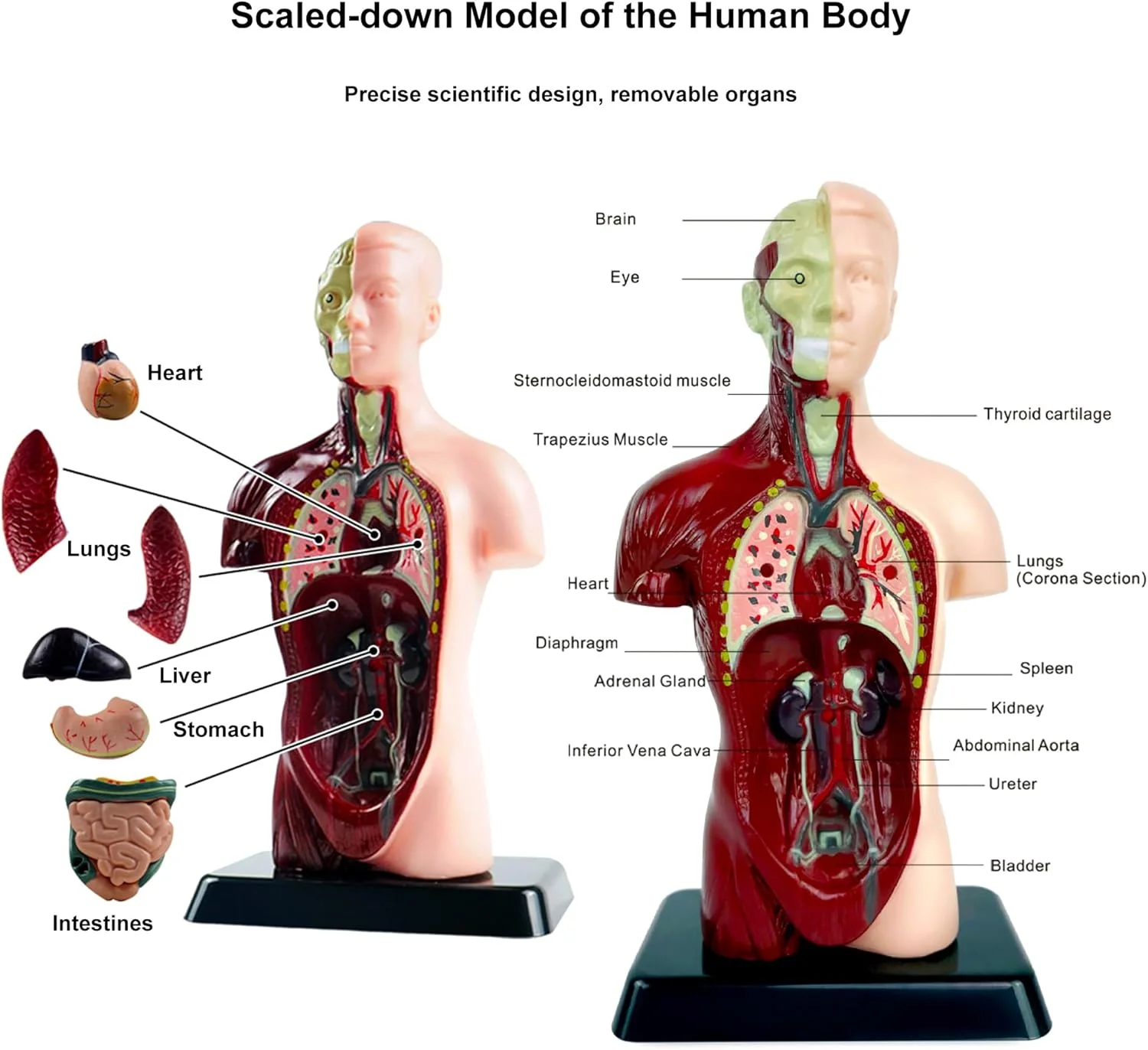 مدل بدن انسان با ۷ مدل اندام جداشدنی، مدل های تشریحی اندام آموزشی برای یادگیری علوم زیست شناسی در کلاس درس دانش آموزان و معلمان، 24.4 سانتی متر مدل بدن انسان با ۷ مدل اندام جداشدنی، مدل های تشریحی اندام آموزشی برای یادگیری علوم زیست شناسی در کلاس درس دانش آموزان و معلمان، 24.4 سانتی متر