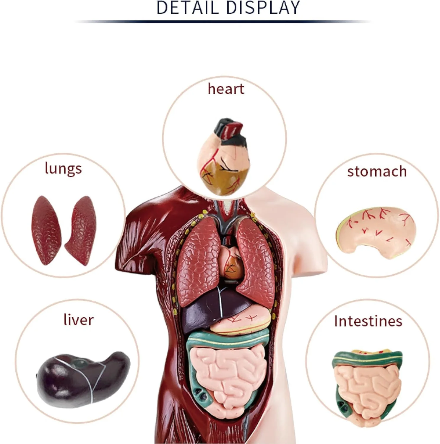 مدل بدن انسان با ۷ مدل اندام جداشدنی، مدل های تشریحی اندام آموزشی برای یادگیری علوم زیست شناسی در کلاس درس دانش آموزان و معلمان، 24.4 سانتی متر مدل بدن انسان با ۷ مدل اندام جداشدنی، مدل های تشریحی اندام آموزشی برای یادگیری علوم زیست شناسی در کلاس درس دانش آموزان و معلمان، 24.4 سانتی متر