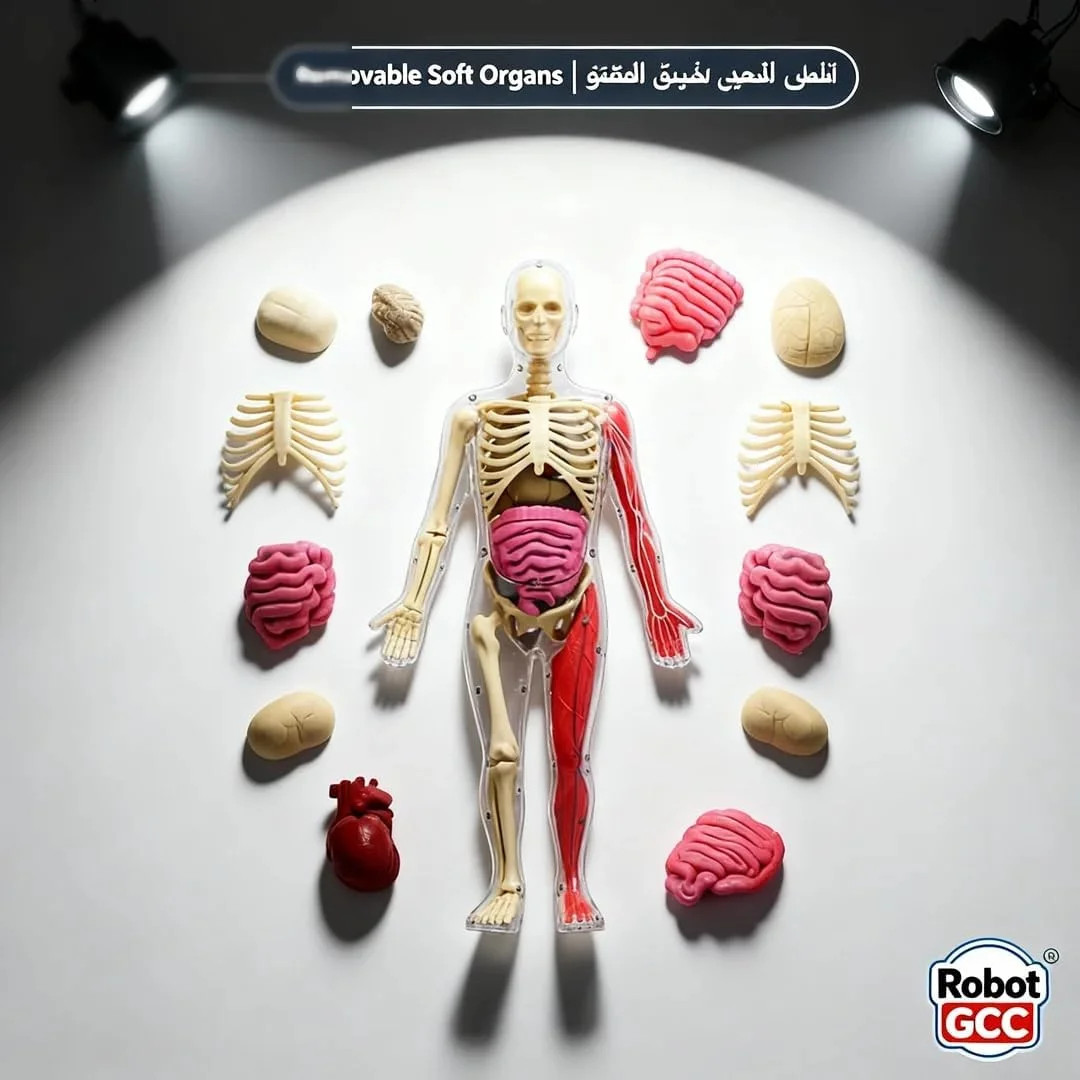 مدل آناتومی بدن انسان 4 بعدی برای کودکان 8 سال به بالا | اسکلت کامل + اندام های TPE نرم + استخوان های شب تاب | اسباب بازی آموزشی STEM و مجموعه یادگیری زیست شناسی | دارای گواهینامه GCC EN71 ایمن