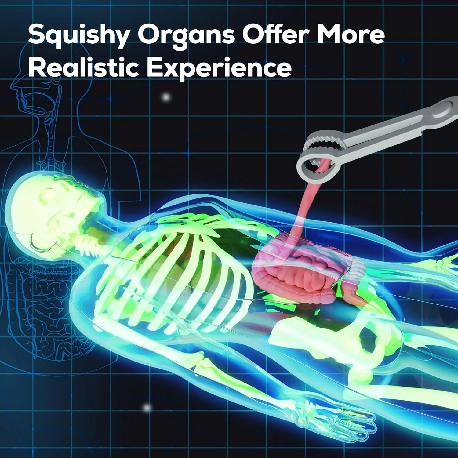مدل اسکلت بدن انسان گوبیدکس، مجموعه 40 قطعهای آناتومی، استم (STEM)، اسباببازی آموزشی برای پسران و دختران، هدیه فیزیولوژی هالووین برای کودکان 8 سال به بالا مدل اسکلت بدن انسان گوبیدکس، مجموعه 40 قطعهای آناتومی، استم (STEM)، اسباببازی آموزشی برای پسران و دختران، هدیه فیزیولوژی هالووین برای کودکان 8 سال به بالا