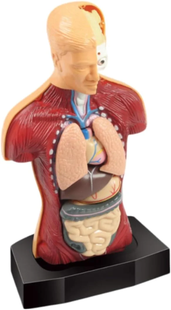 مدل آناتومی بدن انسان برای دانشجویان پزشکی – تنه سه بعدی با اندام های قابل جابجایی، مغز، قلب، ریه ها، معده، روده کوچک / کیت علمی آموزشی برای تدریس و یادگیری، شکل 17 اینچی